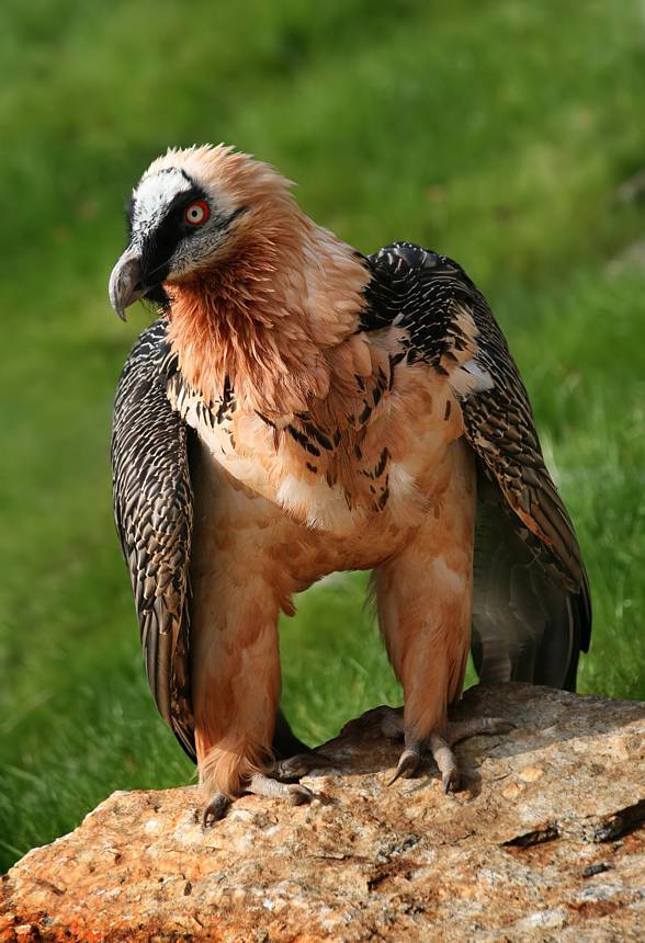 Bearded vulture (Gypaetus barbatus).