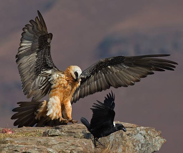 Bearded vulture (Gypaetus barbatus).