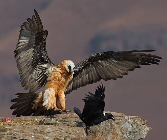 Bearded Vulture Gypaetus Barbatus DinoAnimals
