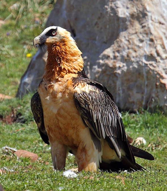 Bearded vulture (Gypaetus barbatus).