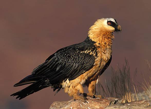 Bearded vulture (Gypaetus barbatus).