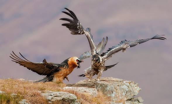 Bearded vulture (Gypaetus barbatus).