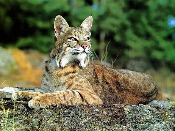 Bobcat (Lynx rufus) is found in the central and southern parts of North America.