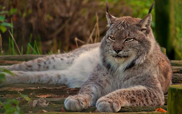 Canada lynx / Canadian lynx (Lynx canadensis)