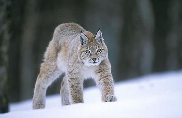 The tufts of black, stiff hair concentrate more sound waves and direct them to the ears. Thanks to this decoration, lynxes can hear better.