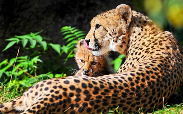 Cheetah (Acinonyx jubatus)