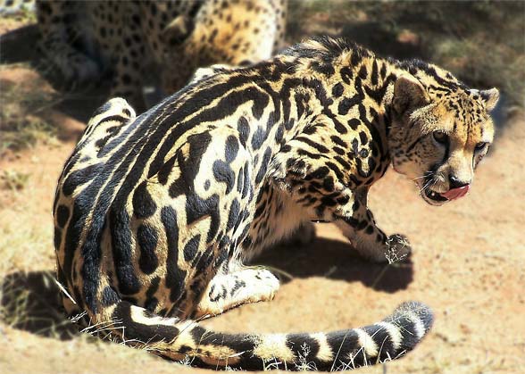 Cheetah (Acinonyx jubatus)