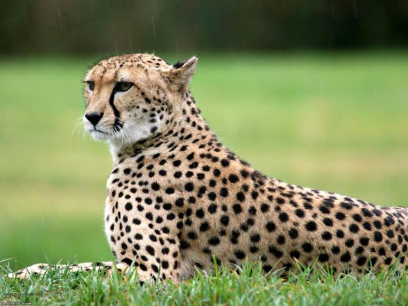 Cheetah (Acinonyx jubatus)