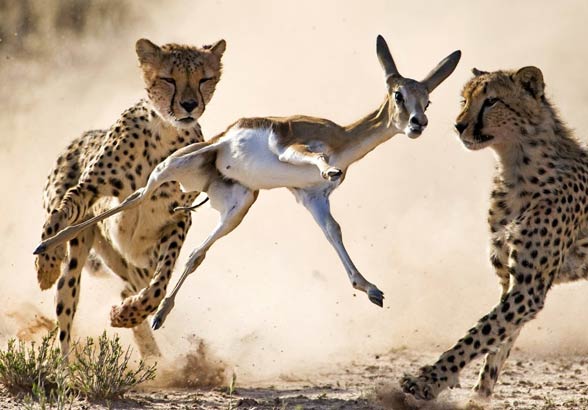 Cheetah (Acinonyx jubatus)