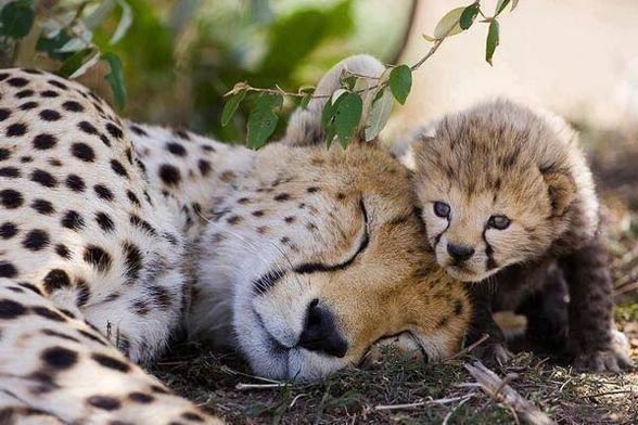 Cheetah (Acinonyx jubatus)