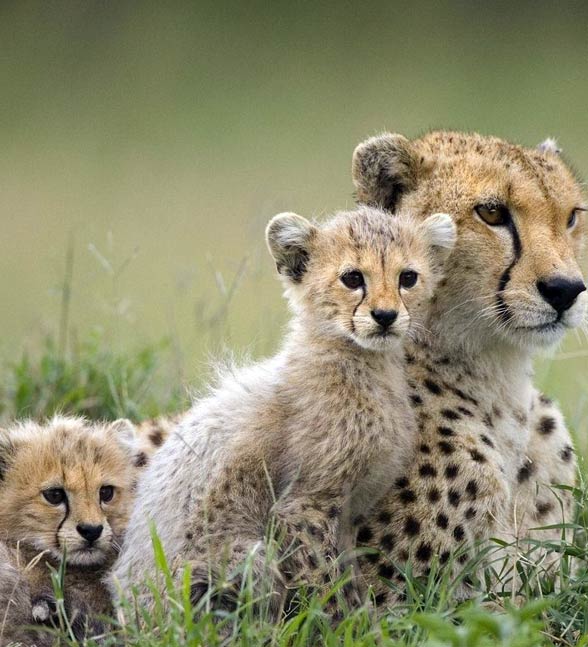 Cheetah – the fastest land animal in the world 