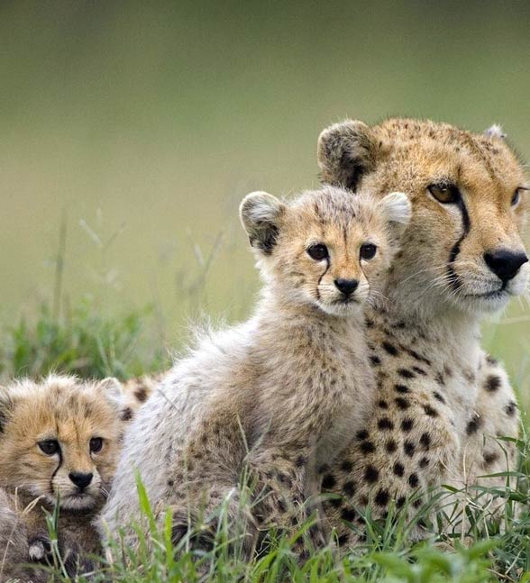 Cheetah (Acinonyx jubatus)