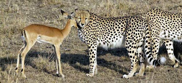 Cheetah (Acinonyx jubatus)