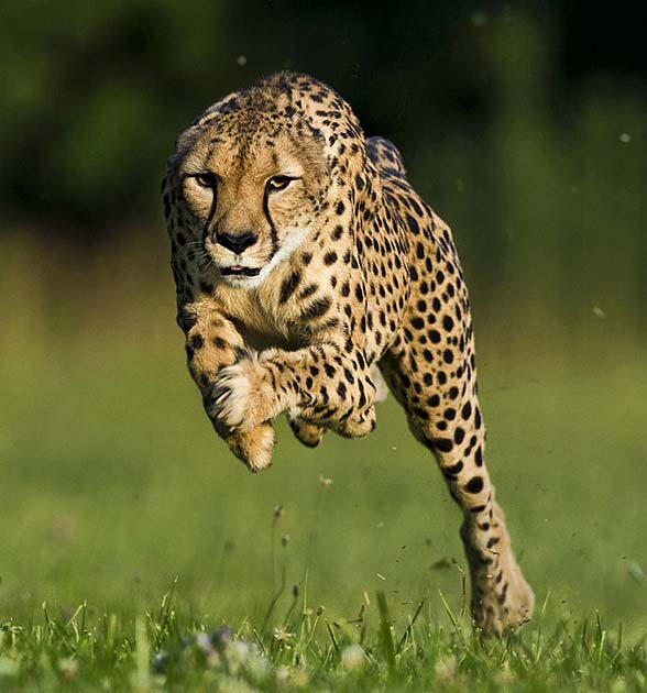 Cheetah (Acinonyx jubatus)