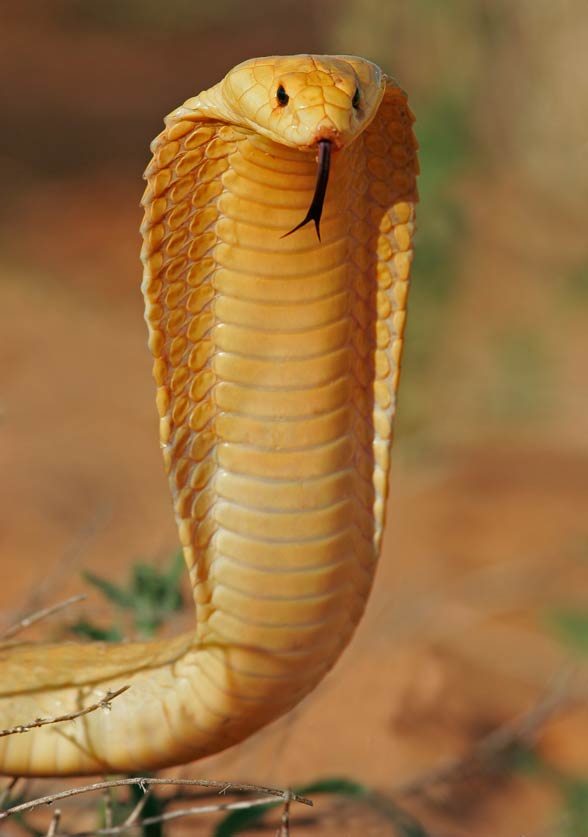 Cobra