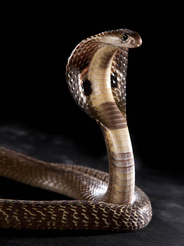 Cobras – characteristics and useful information