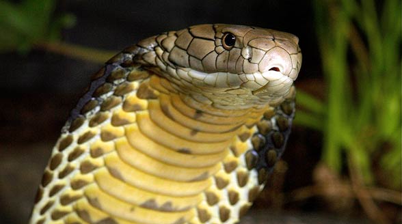 Cobras – characteristics and useful information