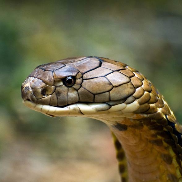 cobra snake escape florida