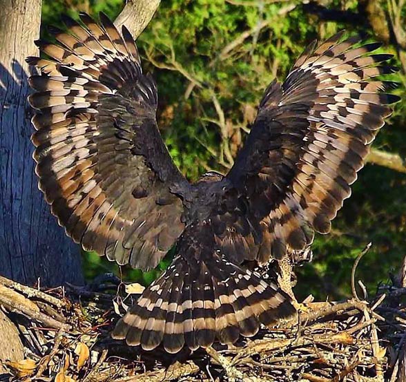 Crowned eagle (Stephanoaetus coronatus).