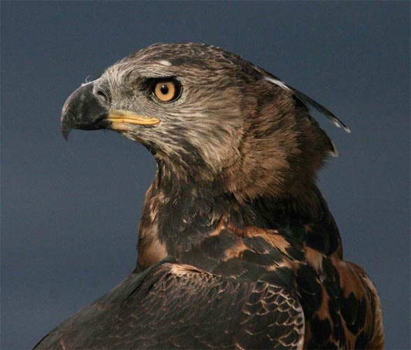 Crowned eagle (Stephanoaetus coronatus).