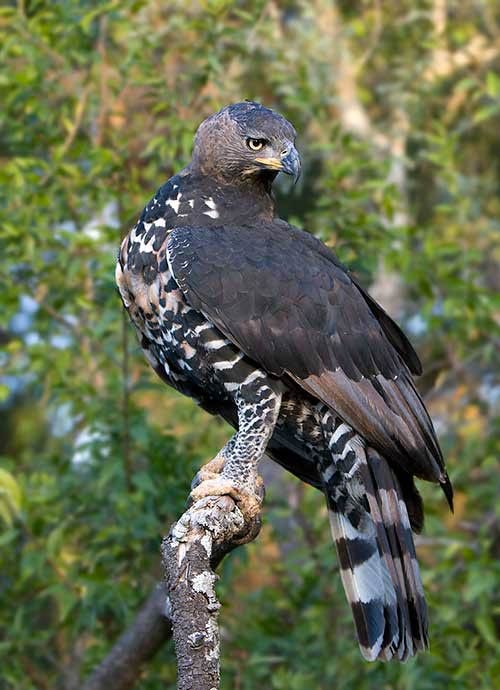 Crowned eagle (Stephanoaetus coronatus).
