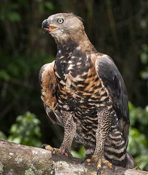 Crowned eagle (Stephanoaetus coronatus).