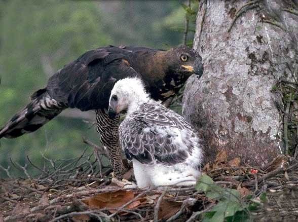 Crowned eagle (Stephanoaetus coronatus).