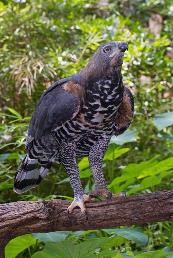 Crowned eagle (Stephanoaetus coronatus).