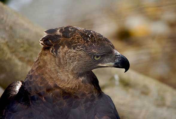 Crowned eagle (Stephanoaetus coronatus).