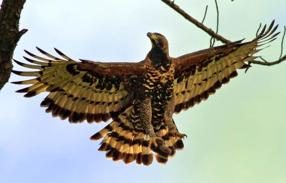 Crowned eagle (Stephanoaetus coronatus).