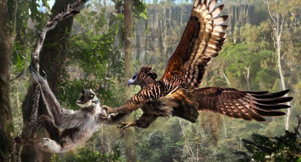 Malagasy crowned eagle / Madagascan crowned hawk-eagle (Stephanoaetus mahey)