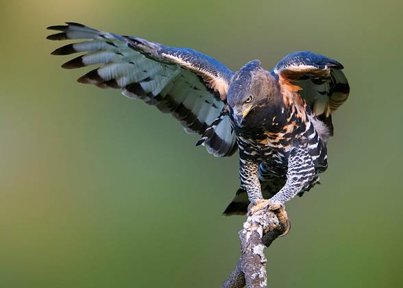 Crowned eagle (Stephanoaetus coronatus)