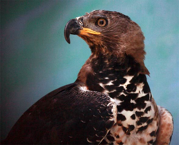 Crowned eagle (Stephanoaetus coronatus).