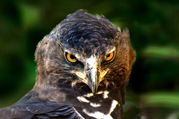 african crowned eagle head