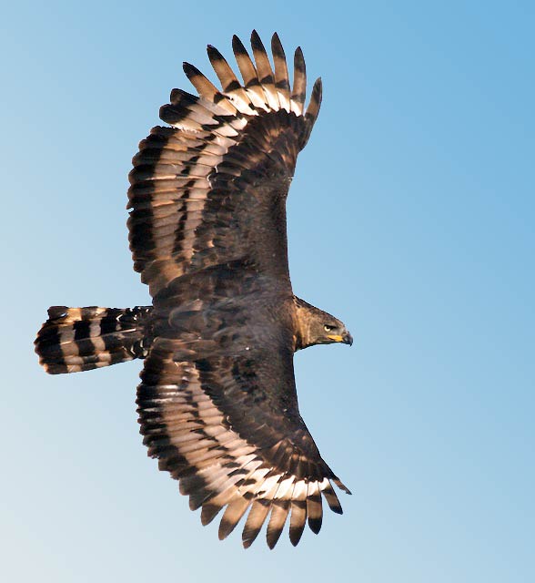 Crowned eagle (Stephanoaetus coronatus).