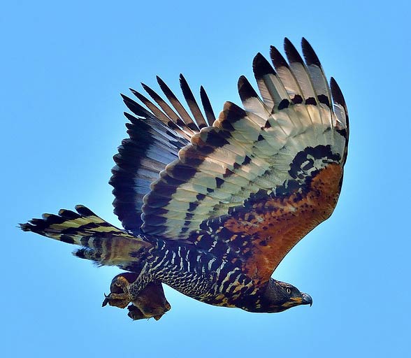 Crowned eagle (Stephanoaetus coronatus).