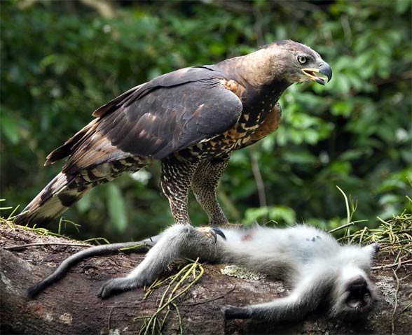 white crowned eagle