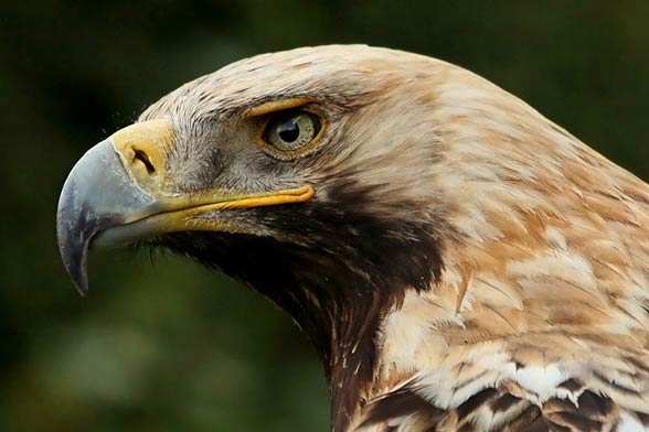 Eastern imperial eagle (Aquila heliaca)