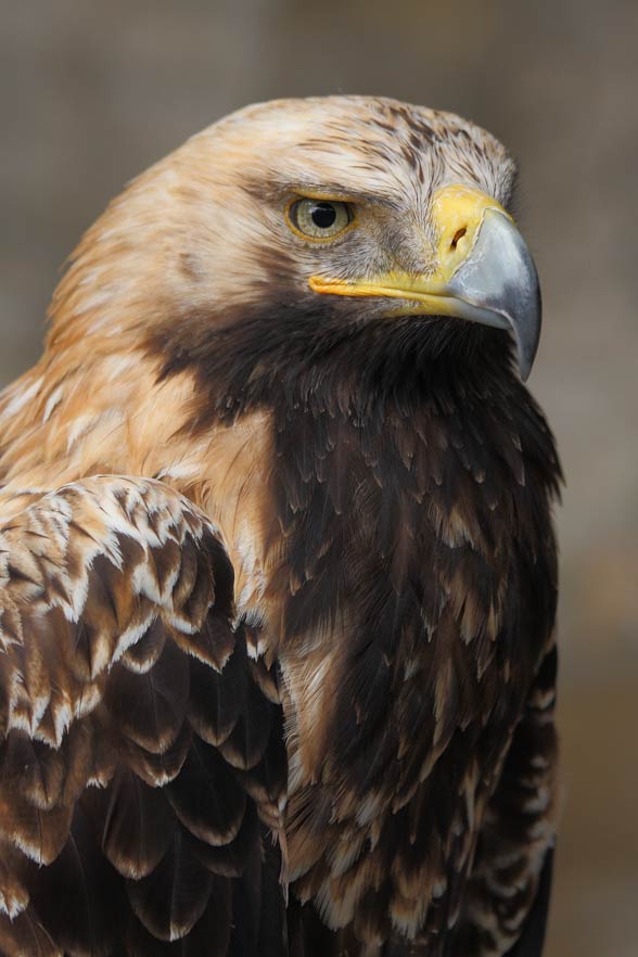 Eastern imperial eagle (Aquila heliaca).