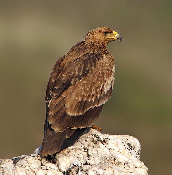 Eastern imperial eagle (Aquila heliaca)