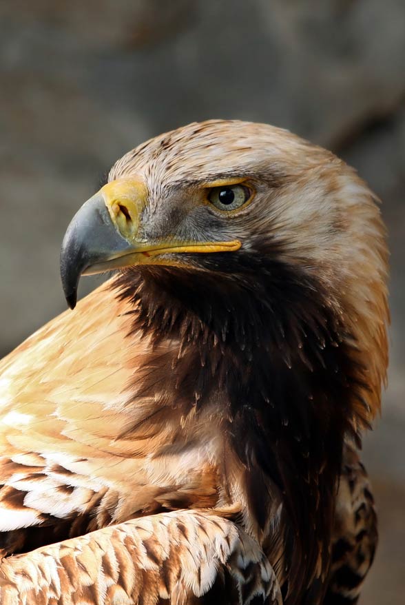 Eastern imperial eagle (Aquila heliaca).