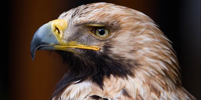 Imperial eagle - unapproachable bird | DinoAnimals.com