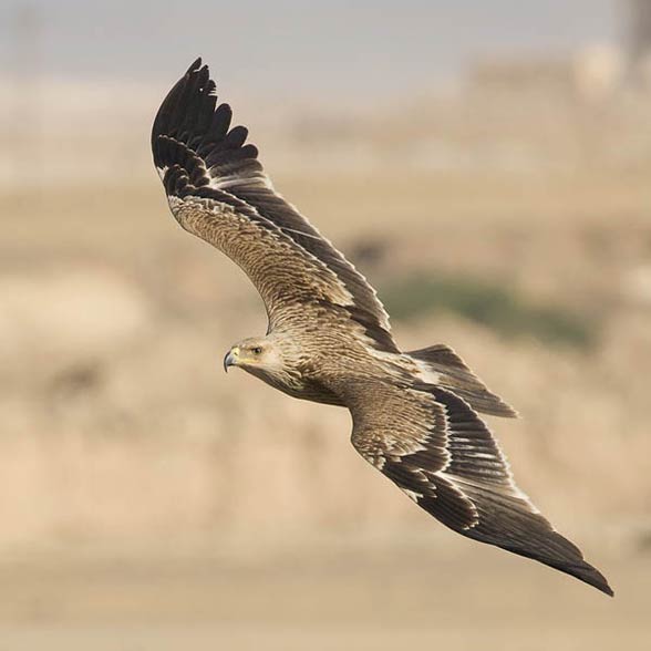 Eastern Imperial Eagle Flying