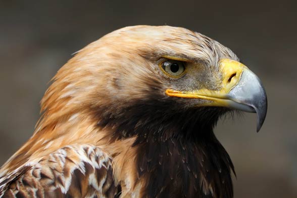 Eastern imperial eagle (Aquila heliaca).