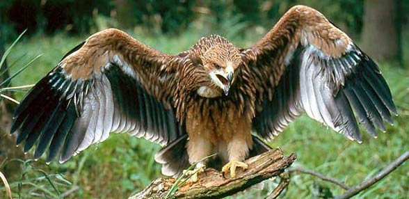 Eastern imperial eagle (Aquila heliaca).