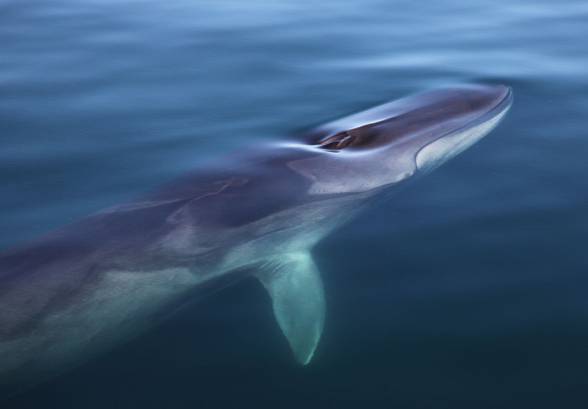 fin whale size