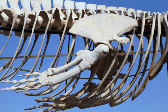 Fin Whale Skeleton