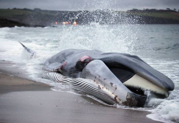 Fin whale (Balenoptera physalus)