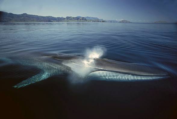 Fin whale (Balenoptera physalus)