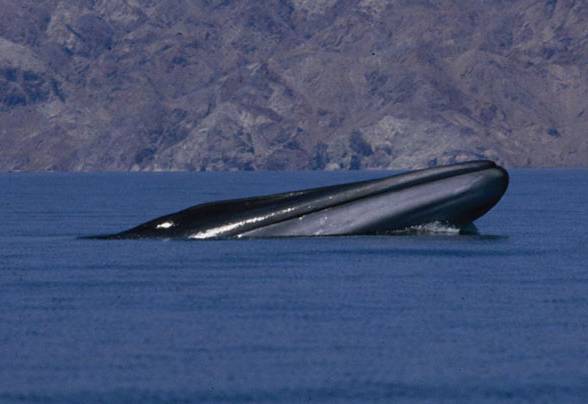 Fin whale (Balenoptera physalus)